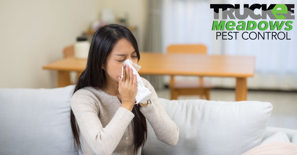 Are Pests Making Your Allergies Worse? What You Should Know