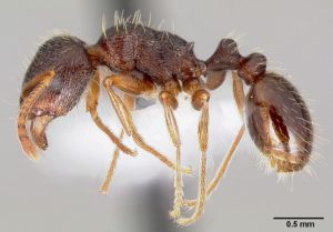 Pavement ant