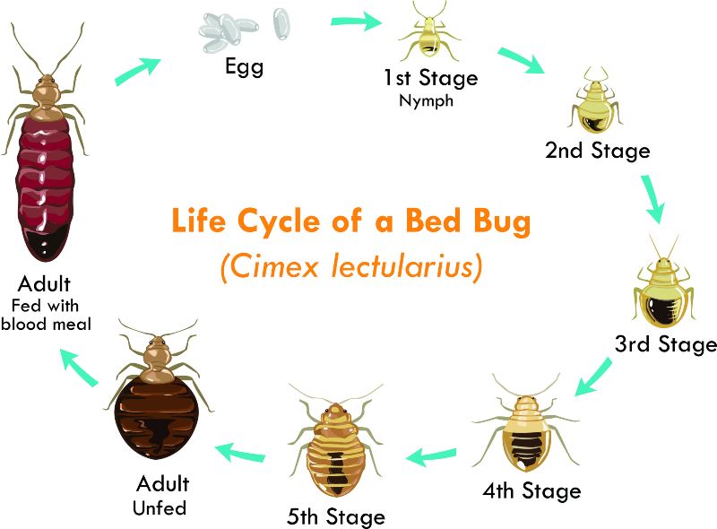 Life Cycle of A Bed Bug