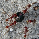 ants