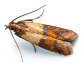 Indian Meal Moth