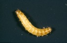 Flour beetle larvae