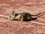 Desert Woodrat