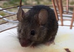 House Mouse