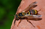 Paper Wasp